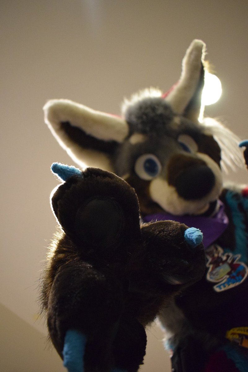 titanpandaroo's tweet photo. *picks you up for hugs because you are so smol and cute* 83
#FursuitFriday #DerpingIntensifies https://t.co/T5MV418Z2W
