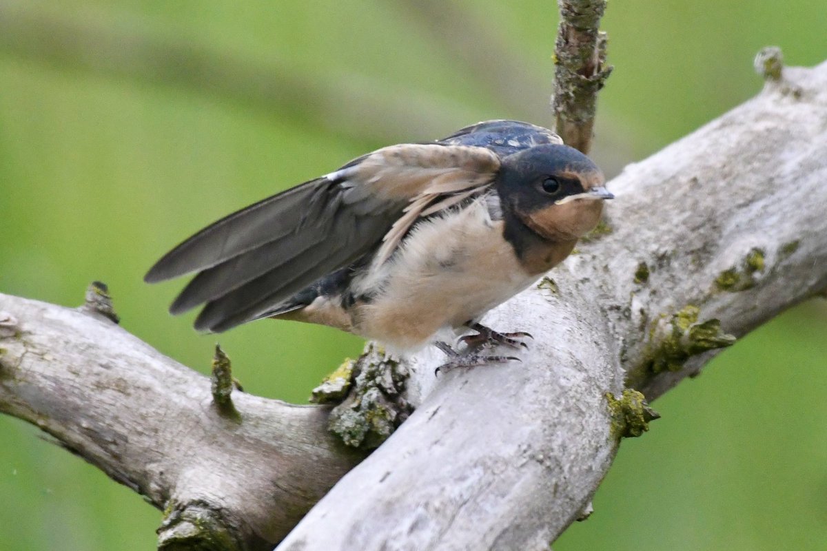 The Barn Swallow is the most widespread species of swallow in the world! #swallow #barnswallow #perched #birdwatching #ornithology #birdsofcanada #birdsofnorthamerica #shotonnikon #d500 #dslr #summer #afternoon #pointpeleenationalpark #pointpelee #ontario #canada #sharecangeo