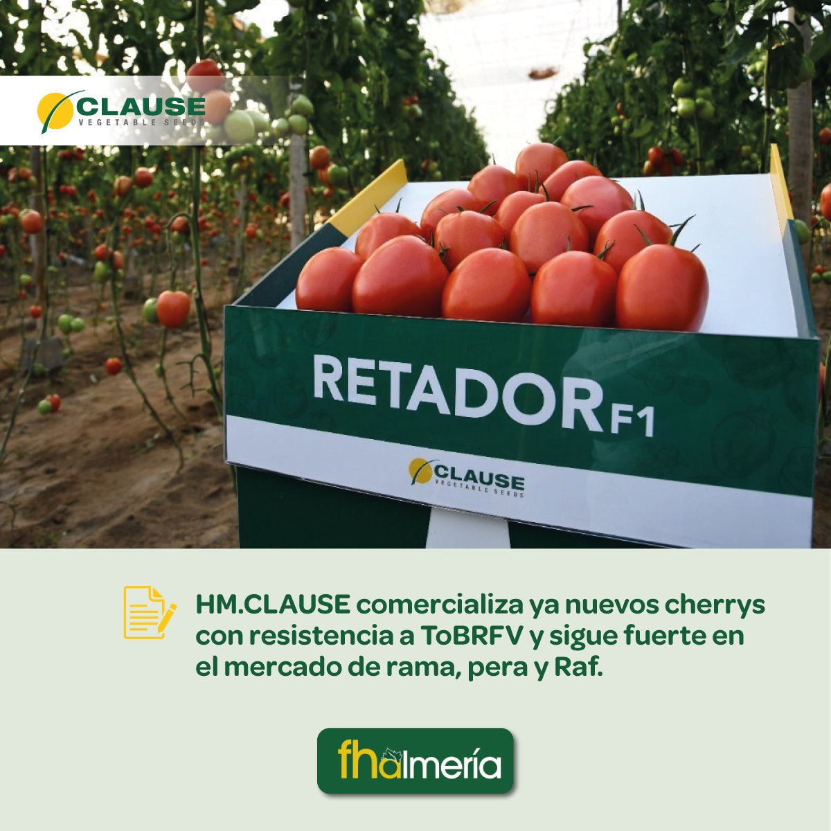 HMCLAUSEIBERICA's tweet photo. 🌱 En HM.CLAUSE estamos comprometidos con la agricultura de calidad. Nuestros nuevos tomates cherry con resistencia a ToBRFV son un ejemplo de nuestra constante innovación para enfrentar los desafíos del campo.

No te pierdas el artículo de @fhalmeria 👉 https://t.co/SqMCQDVm22 https://t.co/UX8TZmK1Ke