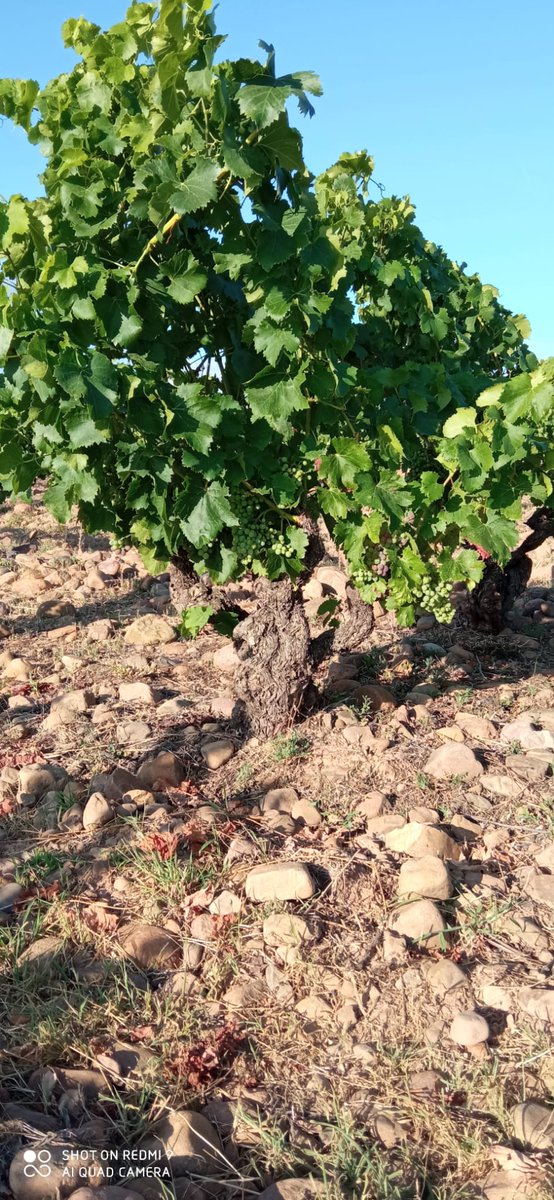 Inicio de envero en la garnacha de Montepedriza.
#DORioja #montepedriza #winelovers
