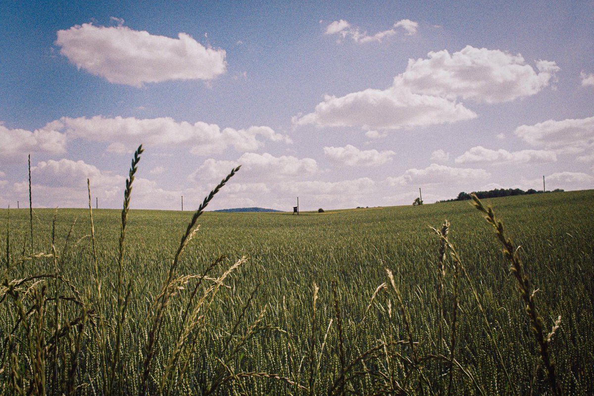 Kiknak's tweet photo. 35mm film..Canon F-1 28mm f-2.8... 📸🌄🎞️ #35mmfilm #summer #libhost #sance #filmisnotdead #kodakgold200 #fujifilm200 #analogphotography #nature #landscapes #photography #moravia #czechrepublic https://t.co/dxN9LuHHX9