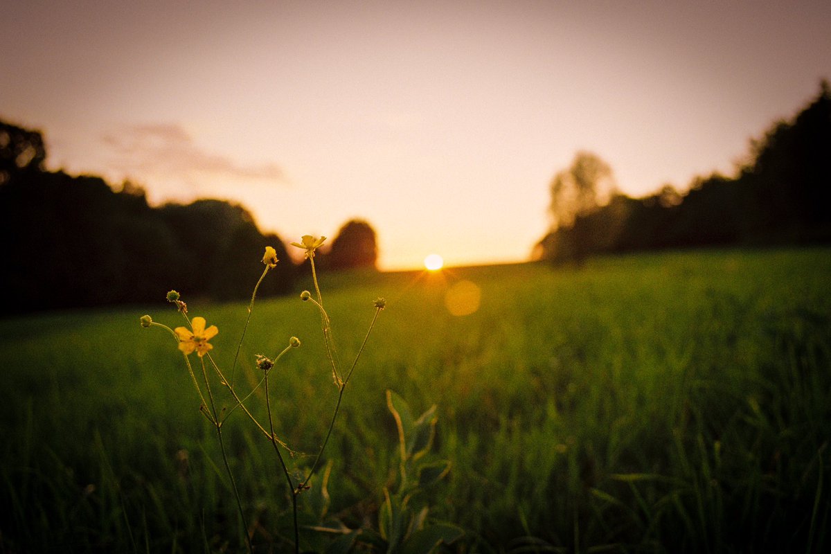 Kiknak's tweet photo. 35mm film..Canon F-1 28mm f-2.8... 📸🌄🎞️ #35mmfilm #summer #libhost #sance #filmisnotdead #kodakgold200 #fujifilm200 #analogphotography #nature #landscapes #photography #moravia #czechrepublic https://t.co/dxN9LuHHX9