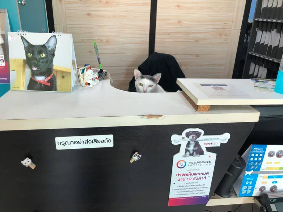 cats with jobs 🛠 (@catworkers) on Twitter photo 