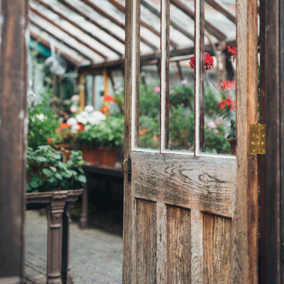 ChelsPhysicGdn's tweet photo. The countdown is on! This September, our Glasshouses will be reopening! After three years of careful restoration, you will be able to explore these historic buildings during your visit. 

Glasshouse Reopening - Thursday 7 September.

@HeritageFundUK #glasshouses https://t.co/PU0w2scdIW