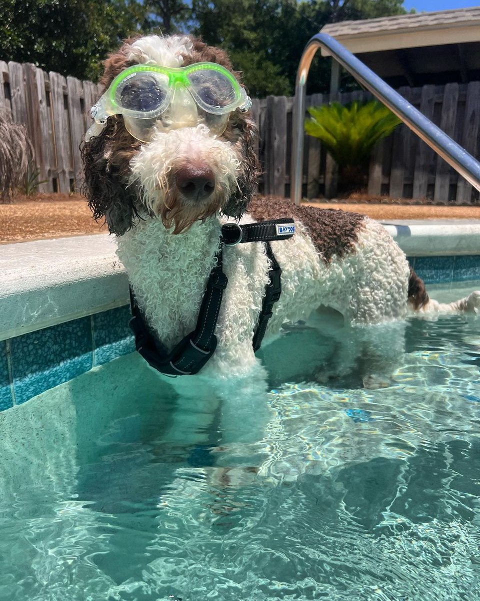 Evolve Pawtner @bode_emmy_doodles is pool time ready 🏊 Do your fur babies like to doggy paddle?? 

#EvolvePets #ChooseEvolve #DoggyPool