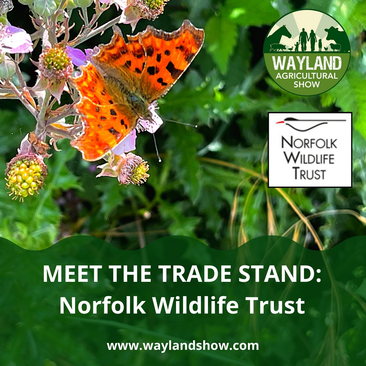 WaylandShow's tweet photo. We are thrilled to welcome The Norfolk Wildlife trust to this year's show - a charity that has  been protecting Norfolk's wildlife for close to 100 years.
 
The goal of the @norfolkwt  is to create a wilder Norfolk, enabling meaningful connections for people and nature. https://t.co/C0RTu5aOqW