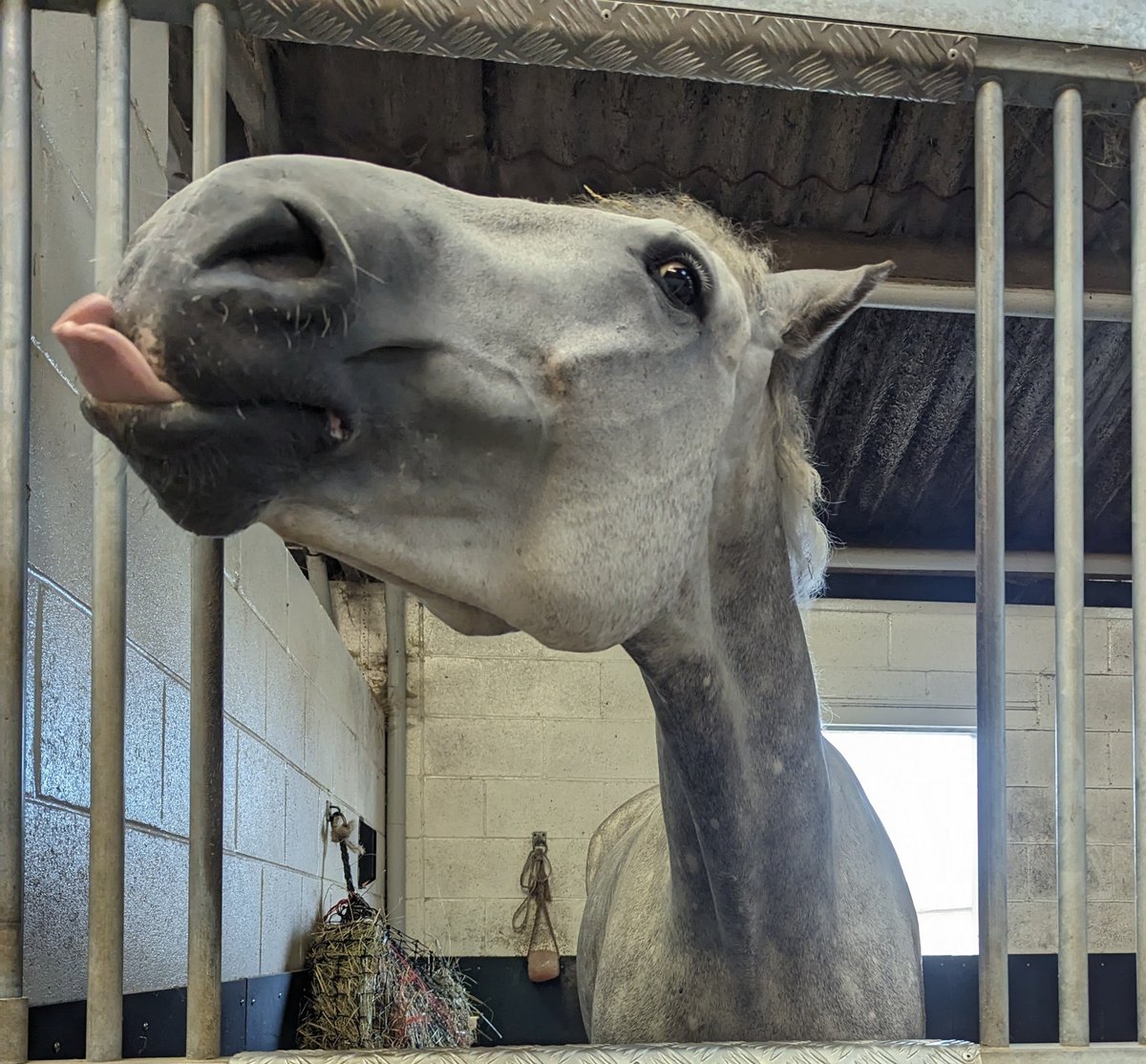 Platinum has got that Friday Feeling 😁🦄😋 #funnyfacefriday