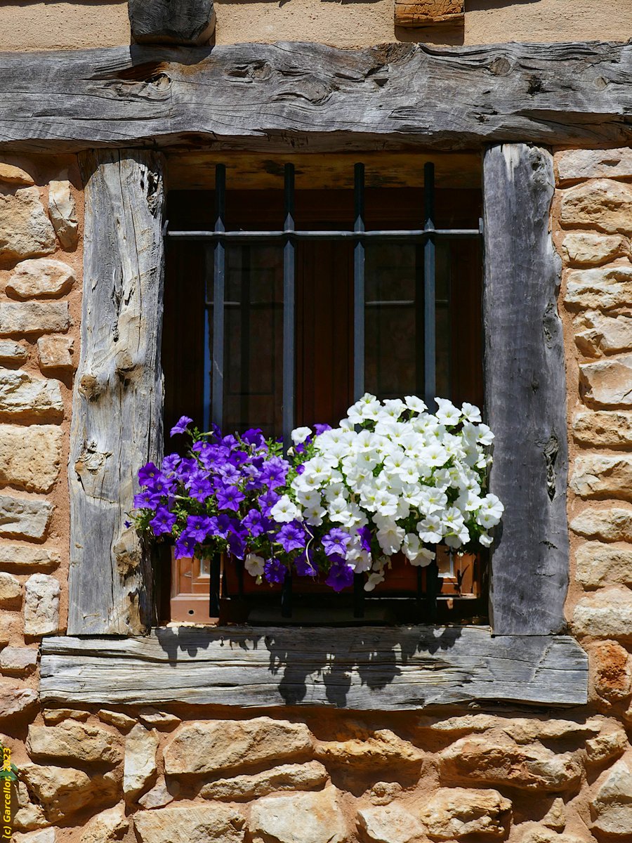 LorenzoGarciaCe's tweet image. Ventana florida en Calatañazor, Soria. Julio de 2023.

#garcellor #ventanas #calatañazor