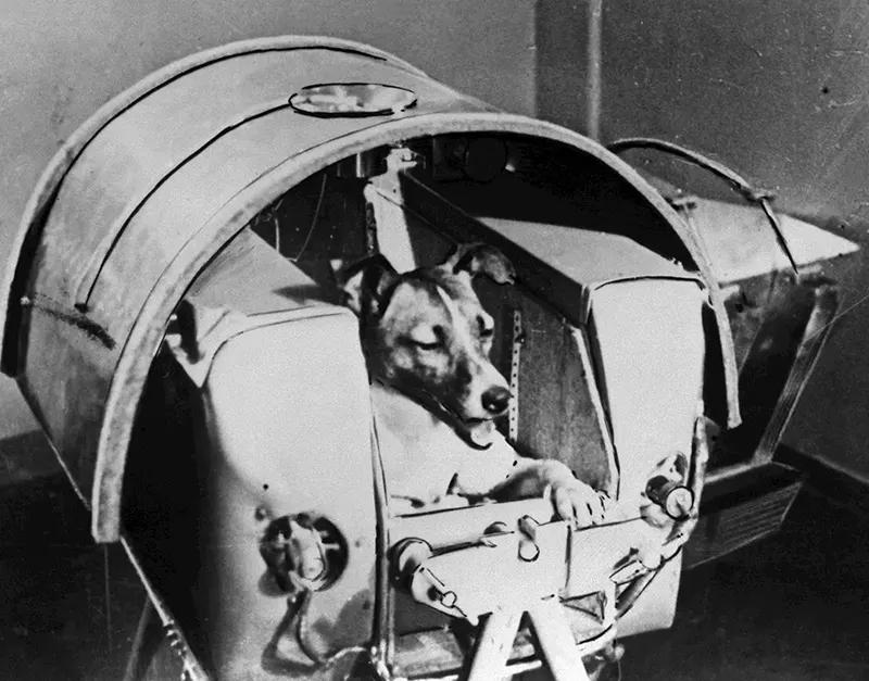 AstroBytez's tweet photo. Laika, aboard Sputnik 2, November 1957. (Photo by Britannica). https://t.co/t1GDN4Pxsh