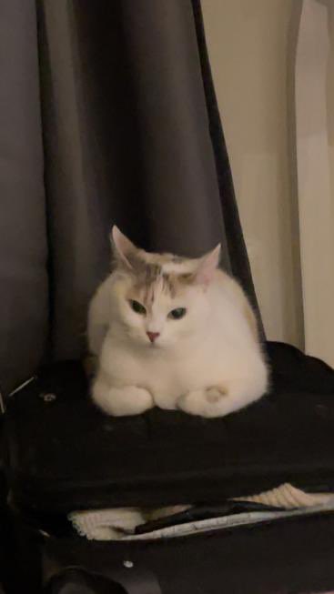 _Nyreem's tweet photo. Bonjour Twitter j'ai vraiment besoin de toi, 
Mon chat Nala a fugué à MONTPELLIER dans le quartier du Peyrou le 28/07/2023 dans les alentours de 8h30 ce matin. 
Elle est blanche avec des taches sur la tête et la queue tigré, yeux verts. 
Mes DMs sont ouverts. 
#chatperdu https://t.co/LHRE2ucdnO