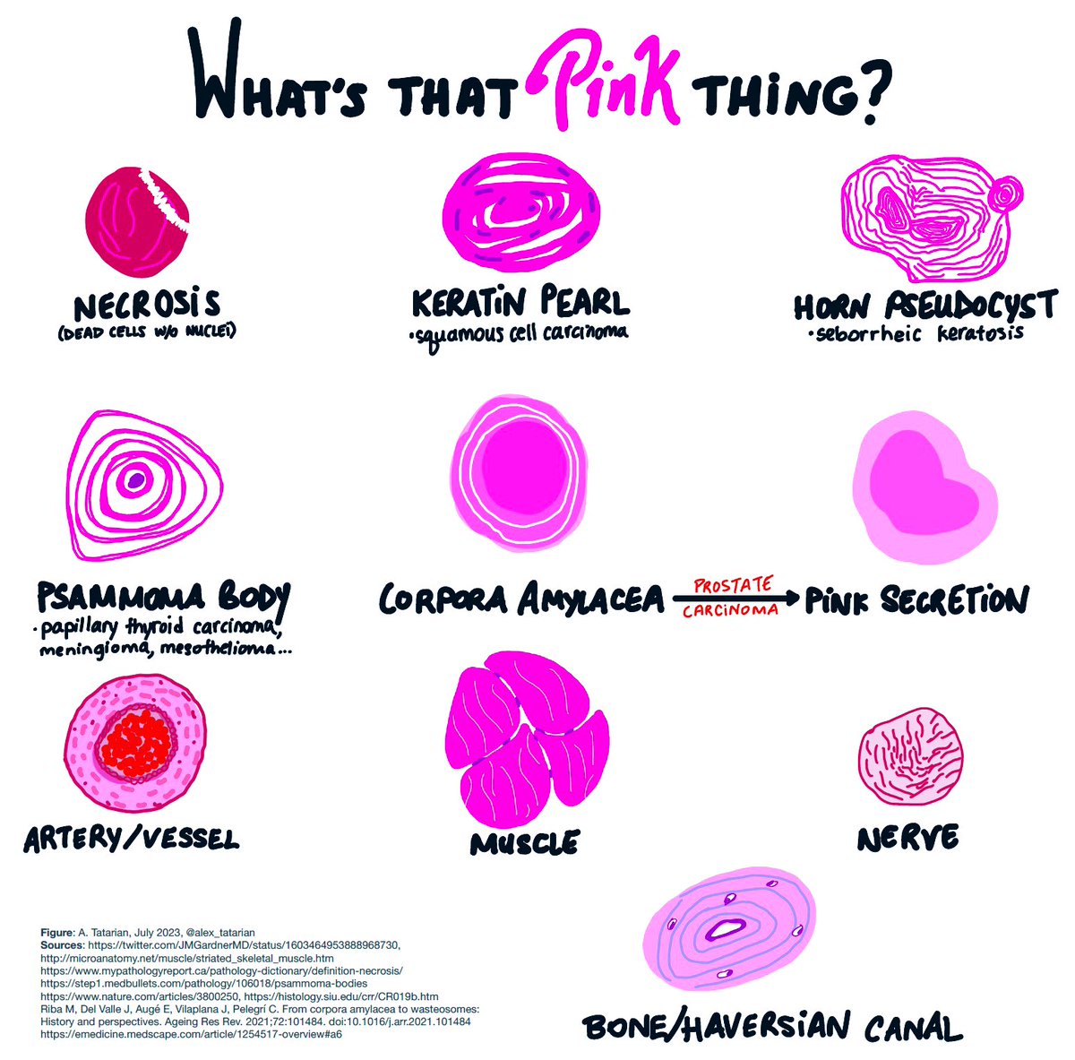alex_tatarian's tweet photo. It’s #PathFigureFriday! 🩷 Here I share diagrams for concepts I’m learning. ✍🏼 Please add any comments, corrections, or creations of your own! 📚 

#PathTwitter #PathArt #Barbie ?? https://t.co/HE0IpkGWp2