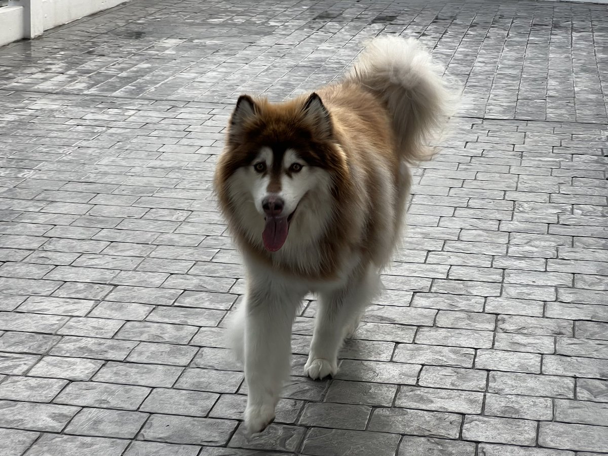 sunaree468's tweet photo. My sexy girl Brownie🌹🐕‍🦺 https://t.co/qmgyM74Inc