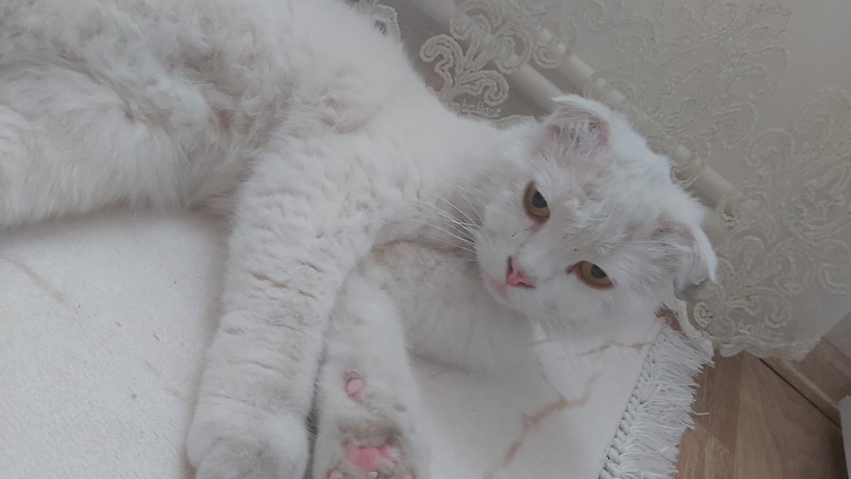 zarifekedisi's tweet photo. Kediciler burda mı? Bu 3 kedi evden kaçmış ya da terkedilmiş. Sahipleri bulunamamış. Onları bir daha terketmeyecek gerçek insan evladı kişiler aranıyor 🙏🏼 https://t.co/2pg5WaotWJ