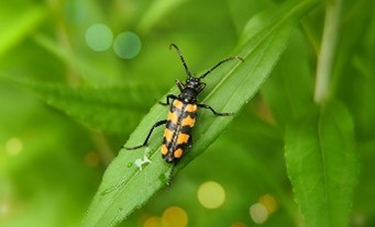 PollinatingLT's tweet photo. It’s World Nature Conservation Day! 🐝

Spreading awareness about pollinators and preventing biodiversity decline in London is at PLT’s core.

#worldnatureconservationday
#pollinatinglondon #pollinatinglondontogether
#PLT #biodiversity #environment https://t.co/UFo8QQiTqc