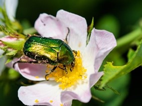 PollinatingLT's tweet photo. It’s World Nature Conservation Day! 🐝

Spreading awareness about pollinators and preventing biodiversity decline in London is at PLT’s core.

#worldnatureconservationday
#pollinatinglondon #pollinatinglondontogether
#PLT #biodiversity #environment https://t.co/UFo8QQiTqc