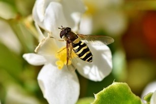 PollinatingLT's tweet photo. It’s World Nature Conservation Day! 🐝

Spreading awareness about pollinators and preventing biodiversity decline in London is at PLT’s core.

#worldnatureconservationday
#pollinatinglondon #pollinatinglondontogether
#PLT #biodiversity #environment https://t.co/UFo8QQiTqc