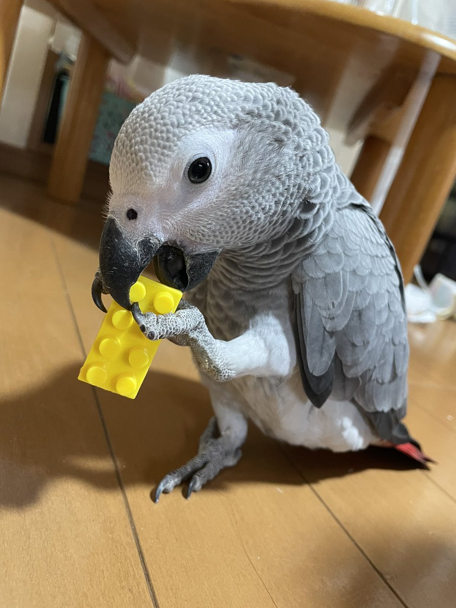 yanbaaal's tweet photo. ヨウムのよし子（通称:よっち） https://t.co/il0wRfiLHH