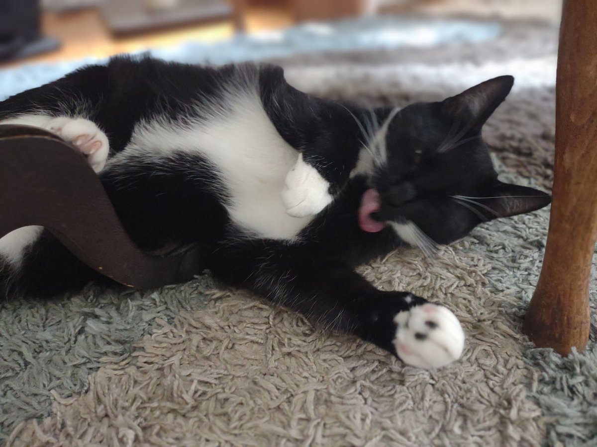 WillhelmLoafCat's tweet photo. Gaia staying clean for this wonderful #fridaymorning https://t.co/p44fkJY43r