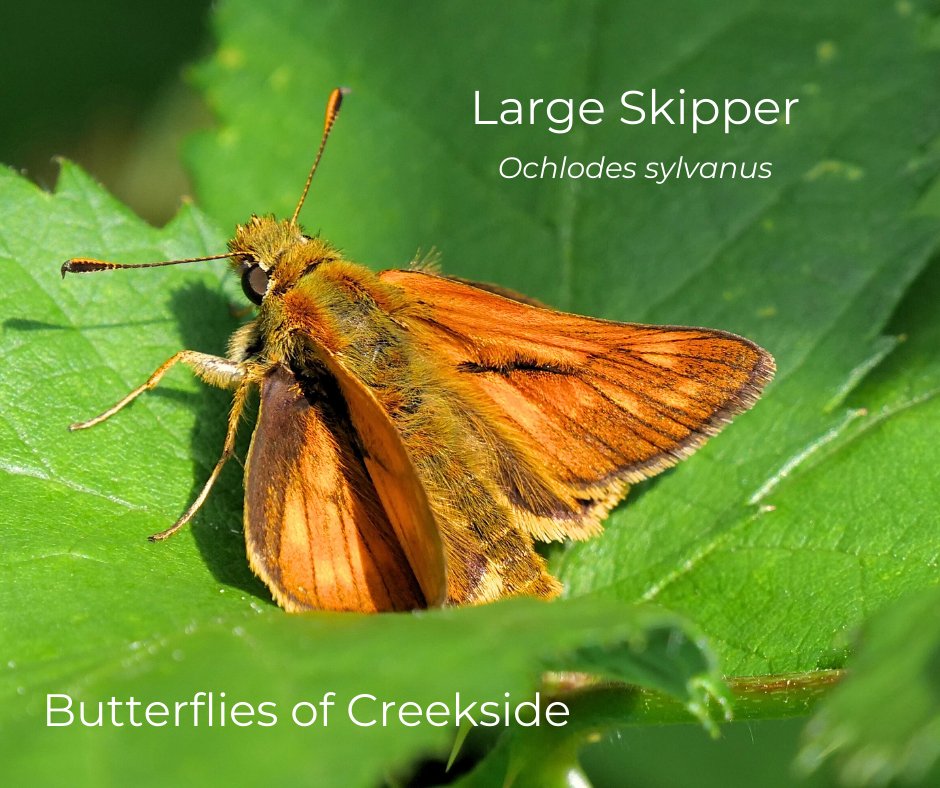 Creekside_Trust's tweet photo. The chequered pattern on both sides of the wings distinguishes this species from the similar Small and Essex Skippers.
They have an interesting flying stile, looking like a fixed wing aircraft!
Brambles are their favorite food!
#largeskipper #wildlifeinlondon #deptford https://t.co/1NzuB1PbR0