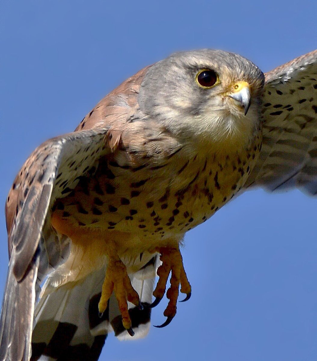 Roysiebirding's tweet photo. https://t.co/487dL71rHS