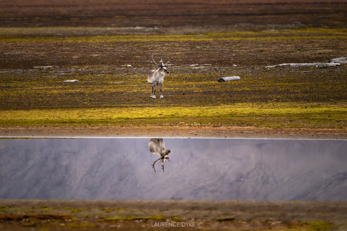 I can't describe it adequately, but I find reflections slightly magical. I'm increasingly drawn to them in my photography.

Svalbard reindeer (Rangifer tarandus platyrhynchus), Prins Karls Forland, western Svalbard (August, 2022).