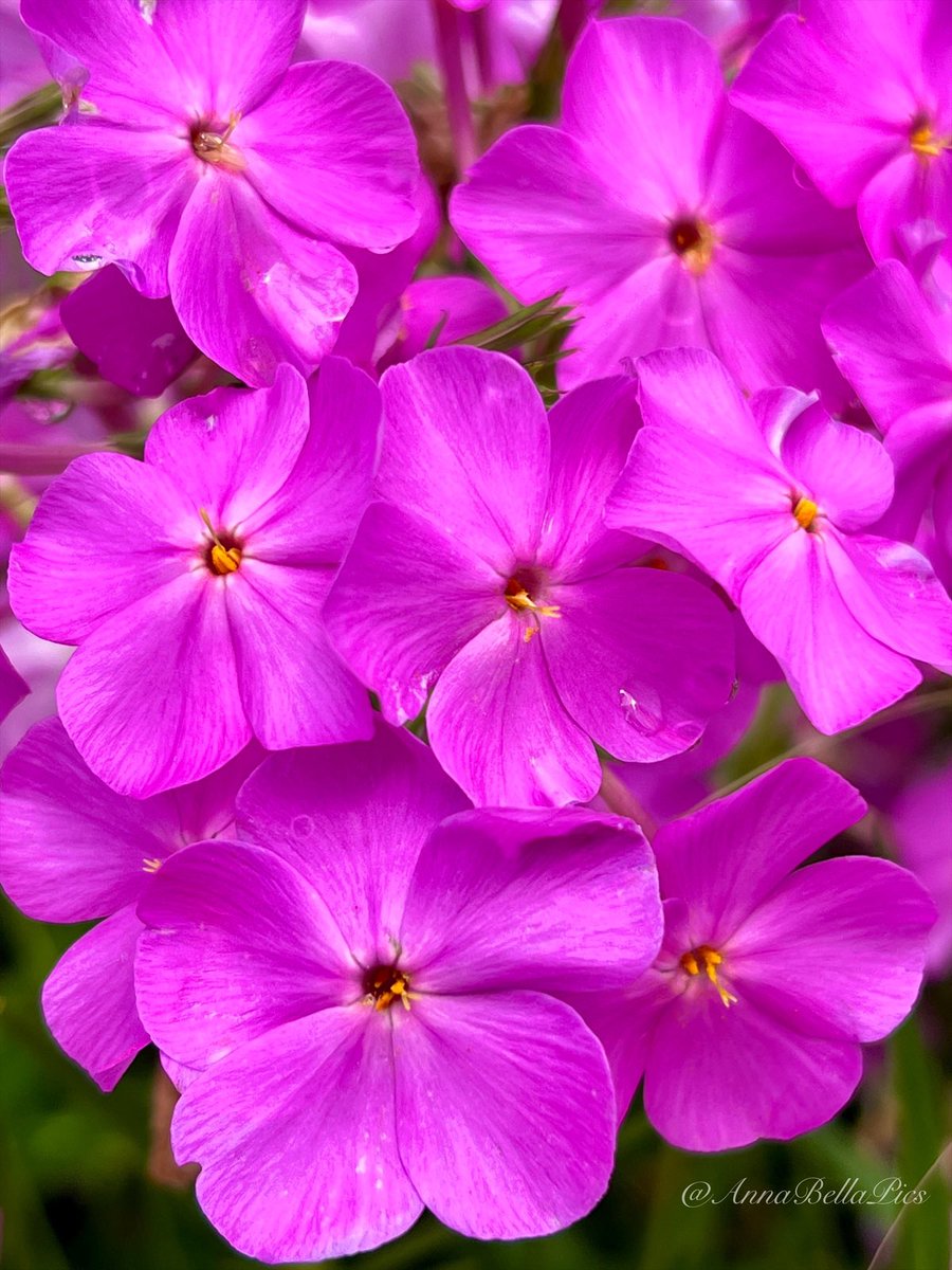 AnnaBellaPics's tweet photo. Clusters of hot pink phlox blooms surviving this summer heat💞 Wishing you all a happy weekend🌸 #flowers #gardening https://t.co/OCiuWnSW3y