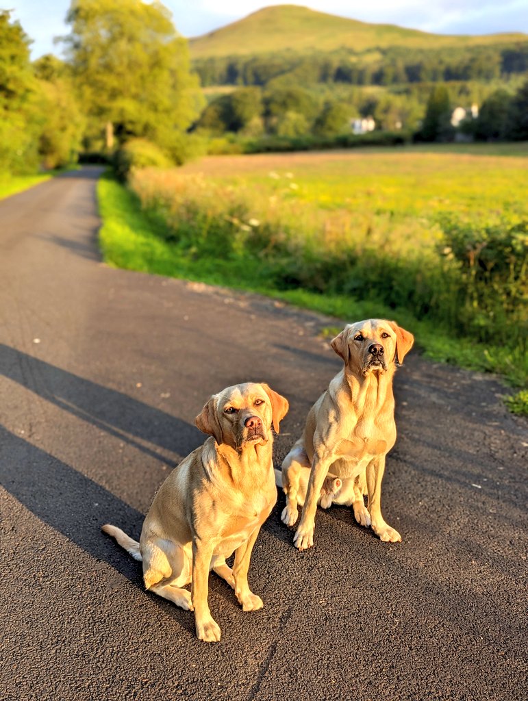 🐾🐶 Wagging tails and wet nose boops, my dogs brighten every moment! 🌞🥰 

Share a pic of your furry friend in the comments below! 📸🐾 #DogsOfTwitter #DogLife #dogs #dogs #HappyMoments
 🐕❤️