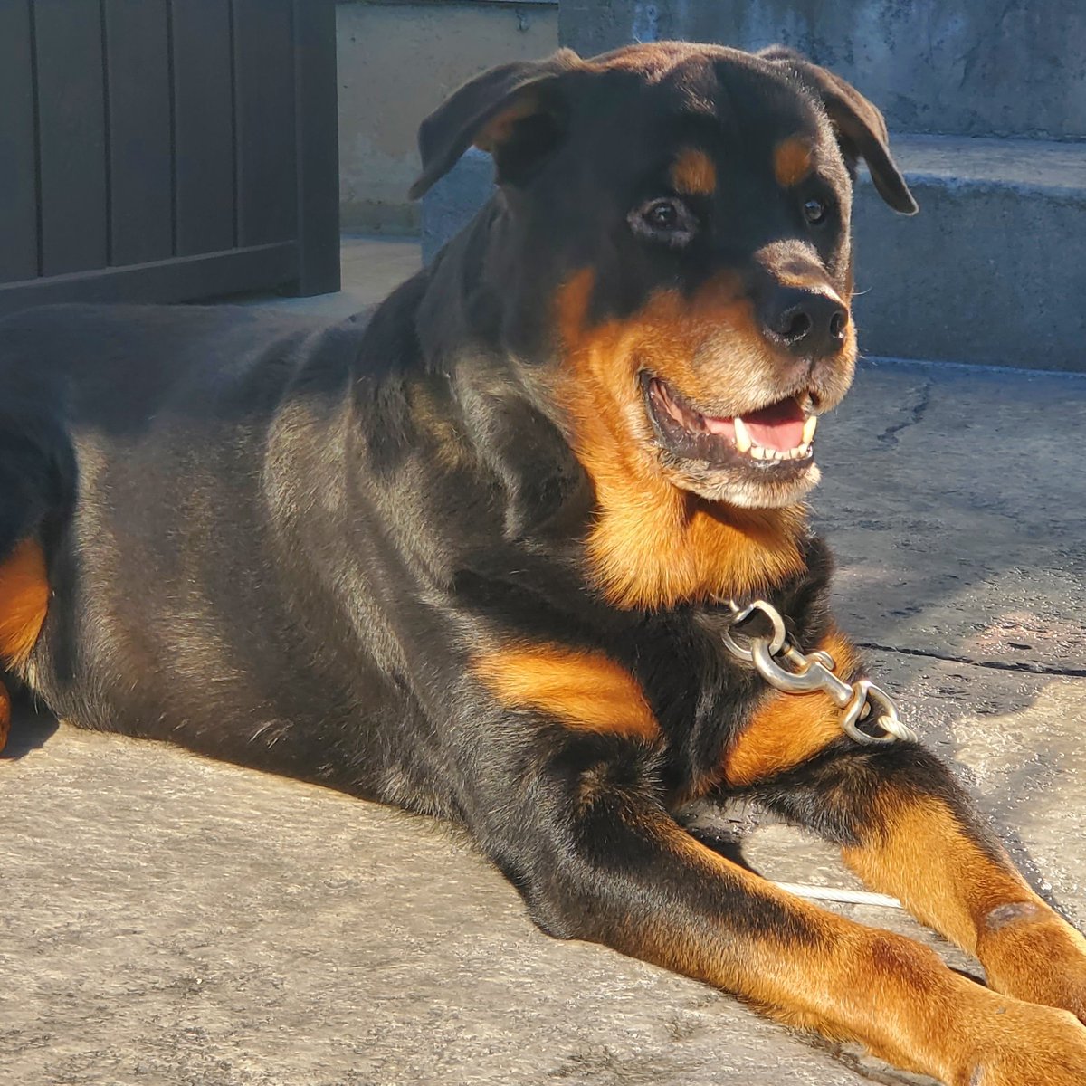 irishchicky28's tweet photo. 💔😥 It broke me to say goodbye. It devastated me when you took your last breath. But my heart filled with joy knowing you lived your best life and are now without pain. 11 years is never long enough. You will always be my boy, Stamkos. Jan 7, 2012 - July 27, 2023 - 7:00PM https://t.co/gZk2Sa1Cg5