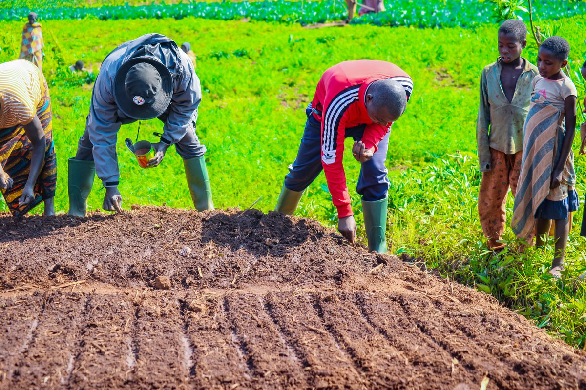 Gitega's tweet photo. Abenegihugu barimira  mu mwonga wa #Mutwenzi bava ku mitumba ya #Birohe , #Nyakibingo, #Mugutu, #Rutegama na #Higiro baronkejwe na @WVBurundi  imbuto z'ibitunguru, ikaroti n’irengarenga zifise agaciro ka 3.500.000 Fbu mu ntumbero yokwitabira akamo ka @BurundiGov k'irima ry'ici . https://t.co/z41rtqkVT0