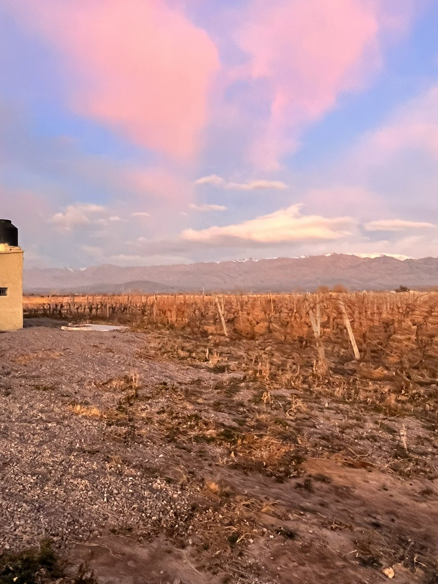 fincasLattarico's tweet photo. Así Comienza el día en el Valle de Uco
Viñas La Familia 
Viñas Piedras Blanca
@fincasLattarico 
Enólogo: @PabloBassin 
LattaricoWines 
Equipo: @avilacristian18 https://t.co/oAdc48EZbS