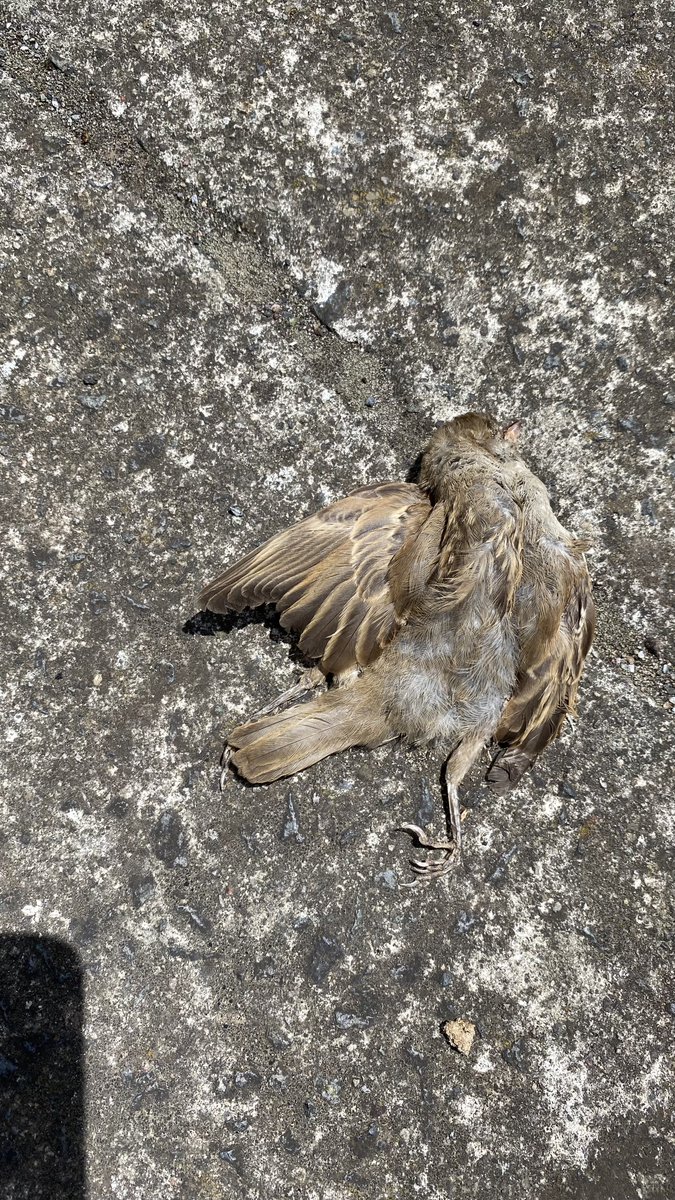und tschüss... tweet media