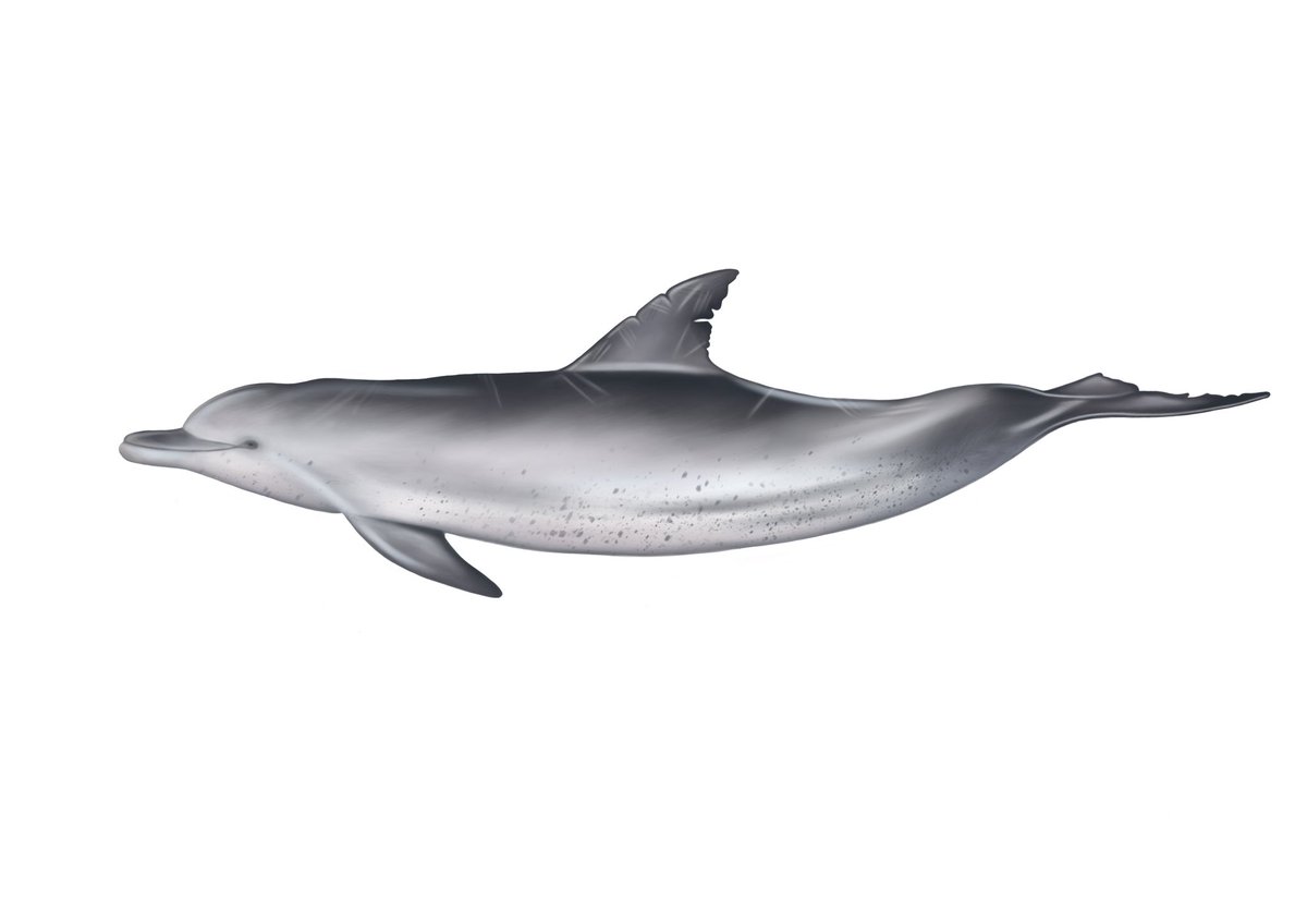 Indo-Pacific bottlenose dolphin illustration🐬🎨 Many of these dolphins have some pretty beaten up dorsal fins, so I based this off an individual I photographed while on a research boat with <a href="/CEG_UQ/">Cetacean Ecology Group</a> 🌊
