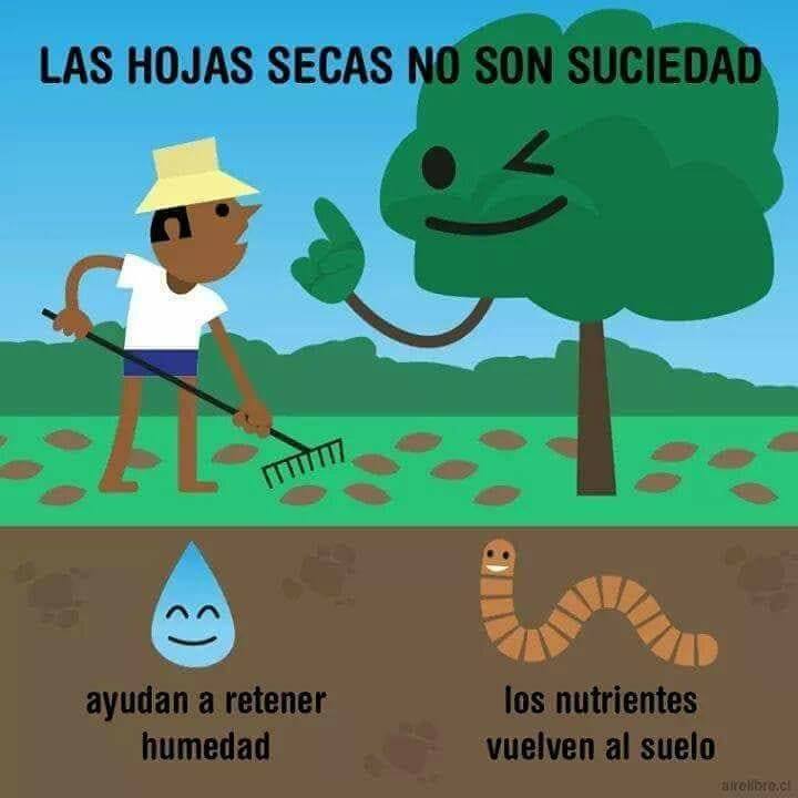 Recuerda: las hojas secas no son basura 📷
Qué hacer con las hojas secas que se caen en otoño 📷
ecoinventos.com/que-hacer-con-…