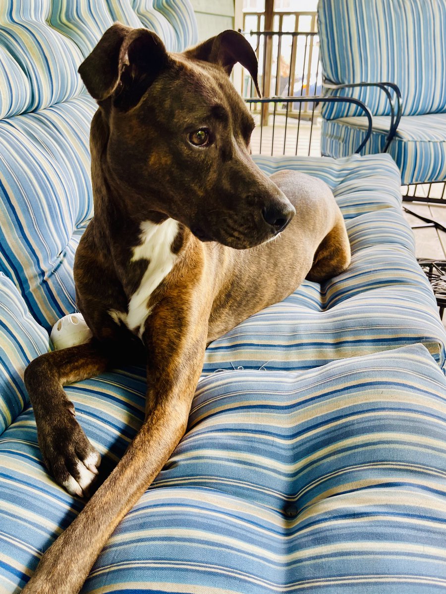 carriejonesbook's tweet photo. "Don't plant your bad days. They grow into weeks. The weeks grow into months. Before you know it, you got yourself a bad year. Take it from me - choke those little bad days. Choke 'em down to nothing."

- Tom Waits (and Pogie the pup) https://t.co/2umlKscF4L