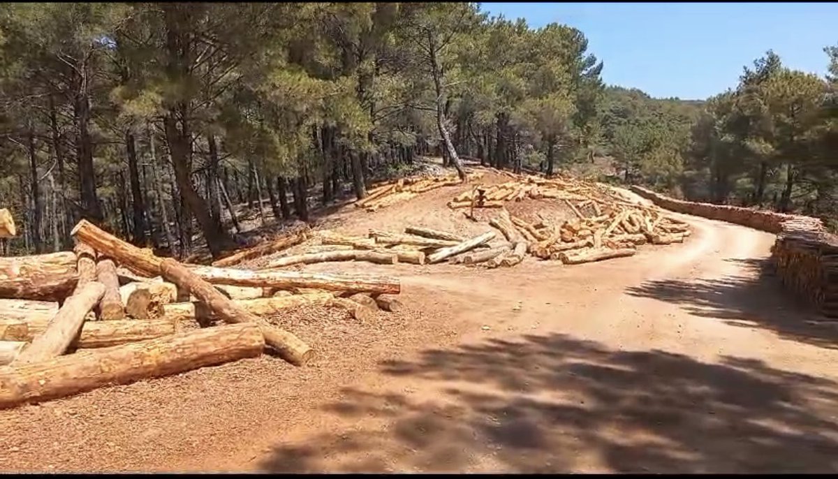 Burası dünyaca ünlü Kaz dağları.. Aşağıda görmüş olduğunuz emirle birlikte, yol kenarlarında 5’er metre mesafede bütün ağaçlar ve 50’şer metre mesafede bulunan ağaçların üçte ikisi kesildi, kesilmeye devam ediliyor. 
Sözde yangınla mücadele amaç. peki gerçek ne, özetleyeyim ⬇️