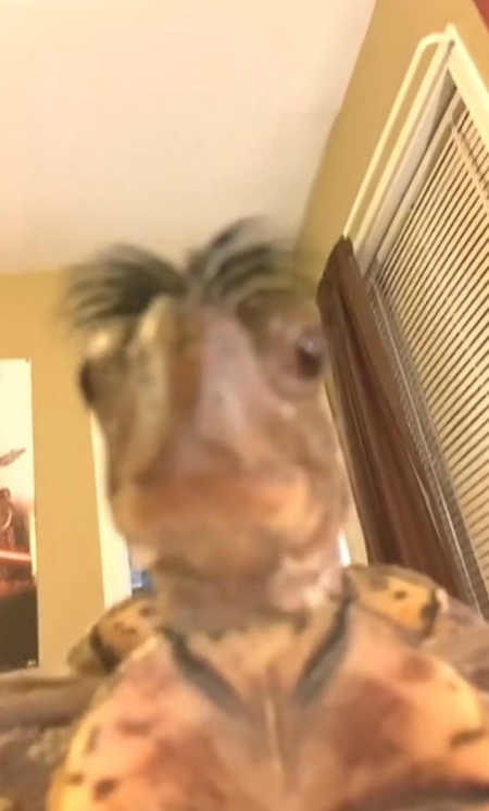 🔴  Extensible random 
twitch.tv/lissjay