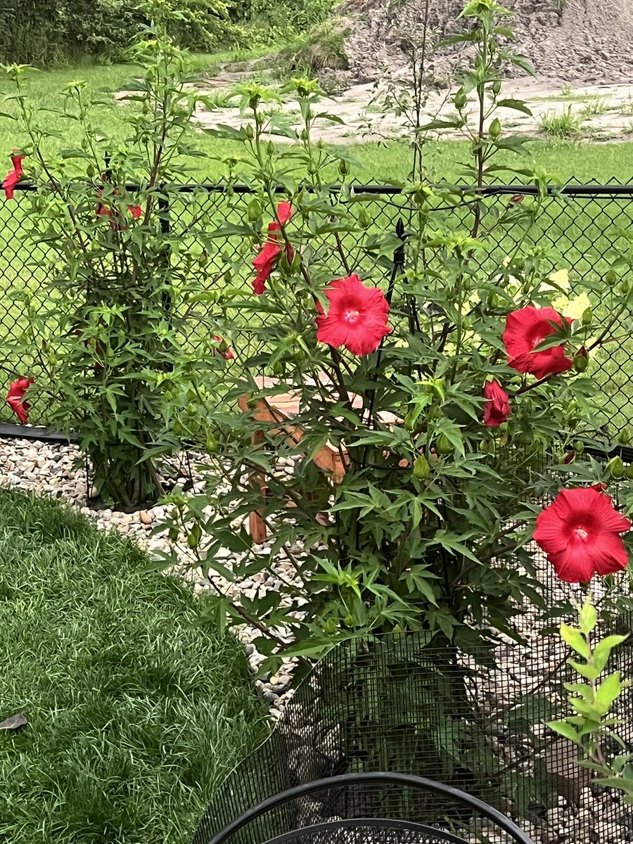 putyourhenzaup's tweet photo. タイタン様開花🌺
#タイタンビカス #HardyHibiscus 
#ガーデニング #庭の花 #Garden https://t.co/M70Urh2IOh