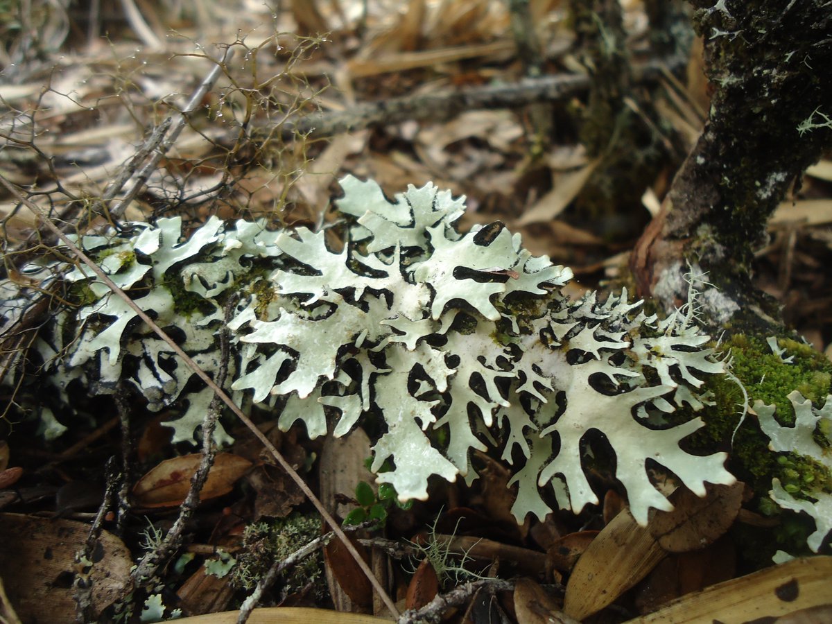 Did you know? 🤔#Lichens get their nutrients from the #air and are very vulnerable to #carbonmonoxide, #carbondioxide. They are used as #bioindicators of #airquality. Humanity faces serious problems due to high #airpollution and these organisms play a very important role.🌿🙂👩‍🔬