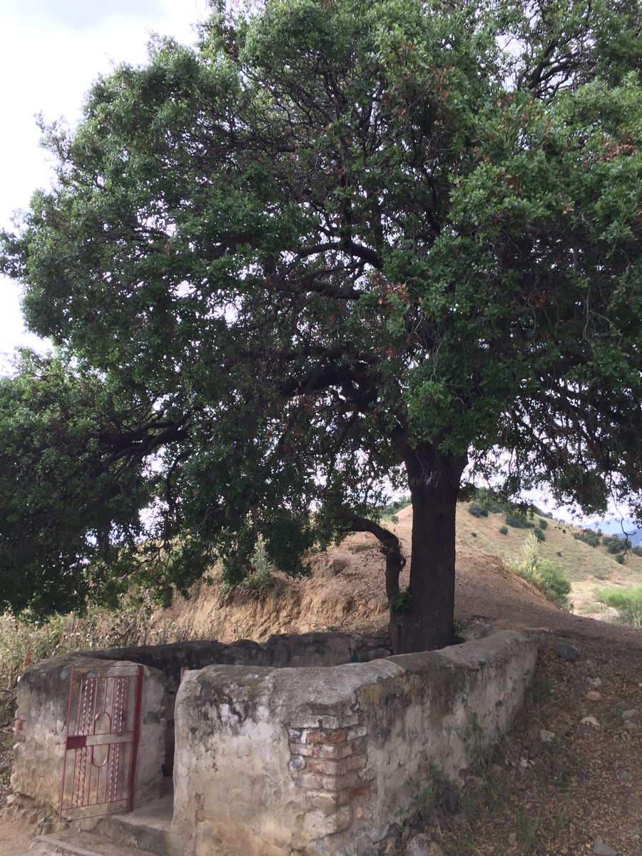 Ağaçlar kutsaldır. 

Kesenlere bin lanet.
#AkbeleneDokunma