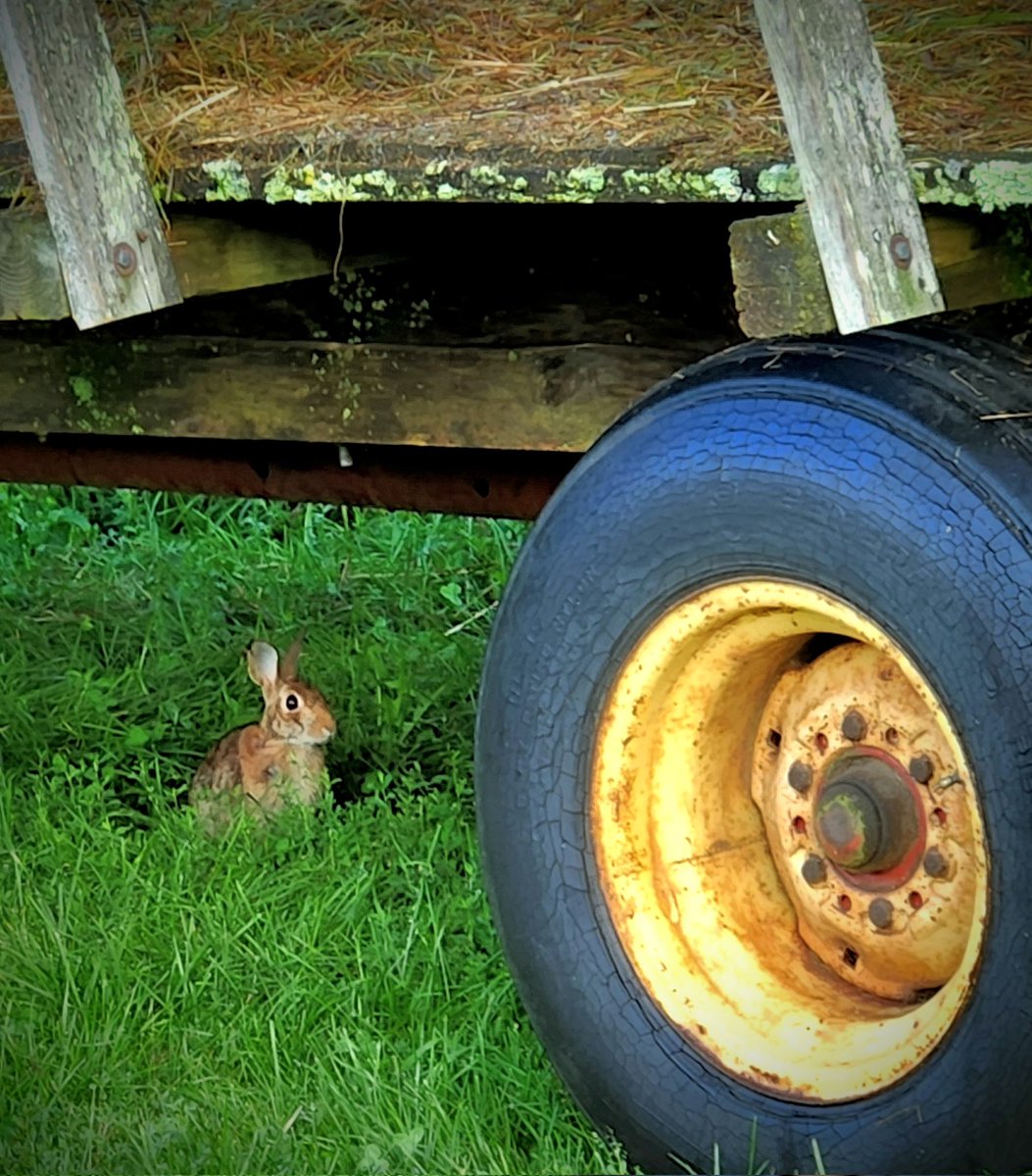 🌞🛻🐰🐇🐰WEEKEND WISHES FRIENDS 🛞⛽️💥💯💥