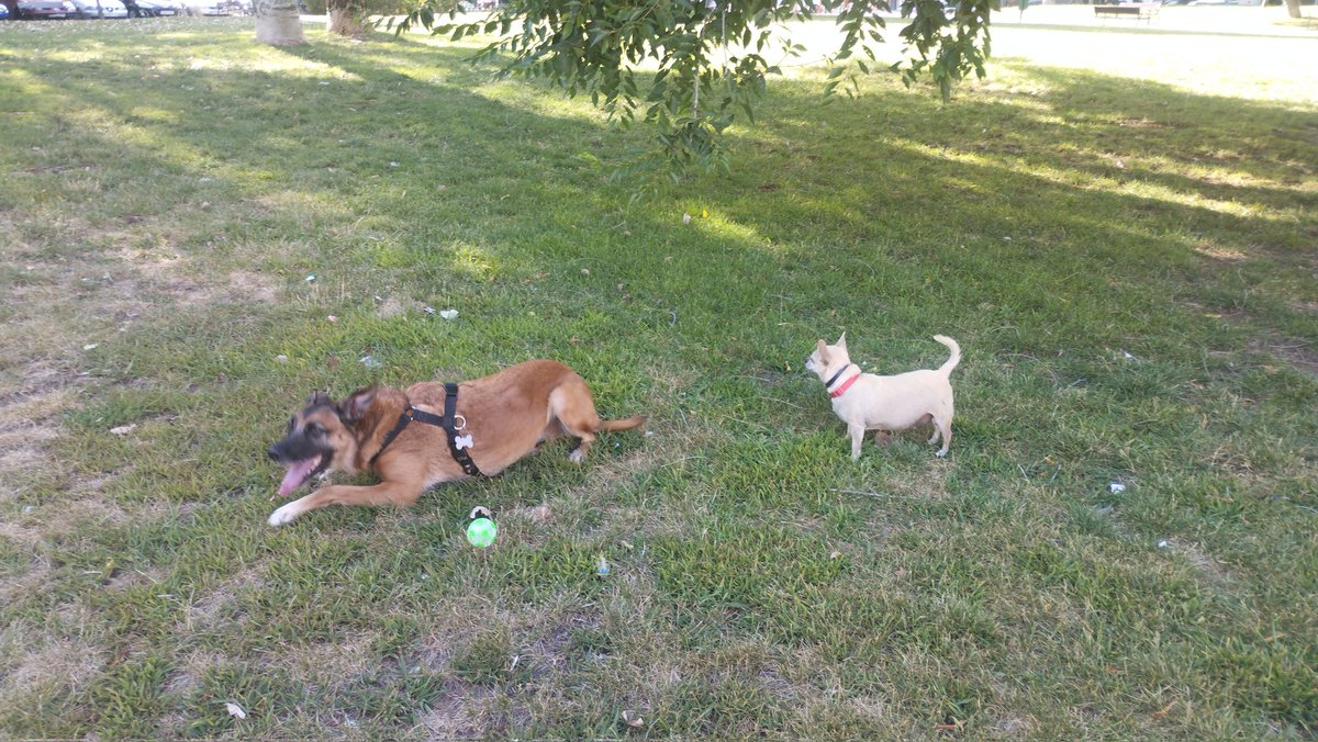 Perkus68's tweet image. Sira y Loki