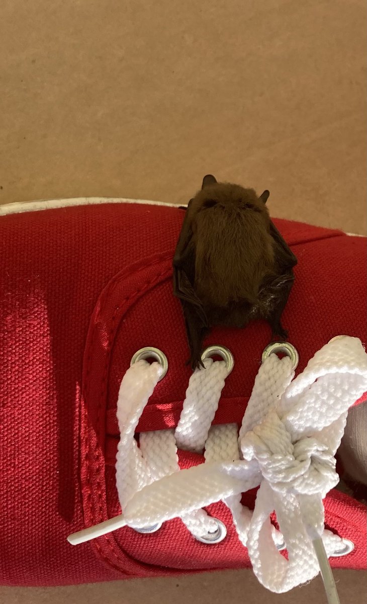 So, found this little fella on my shoe this morning fast asleep 🦇 Put him outside on the roof where it was dark #bat