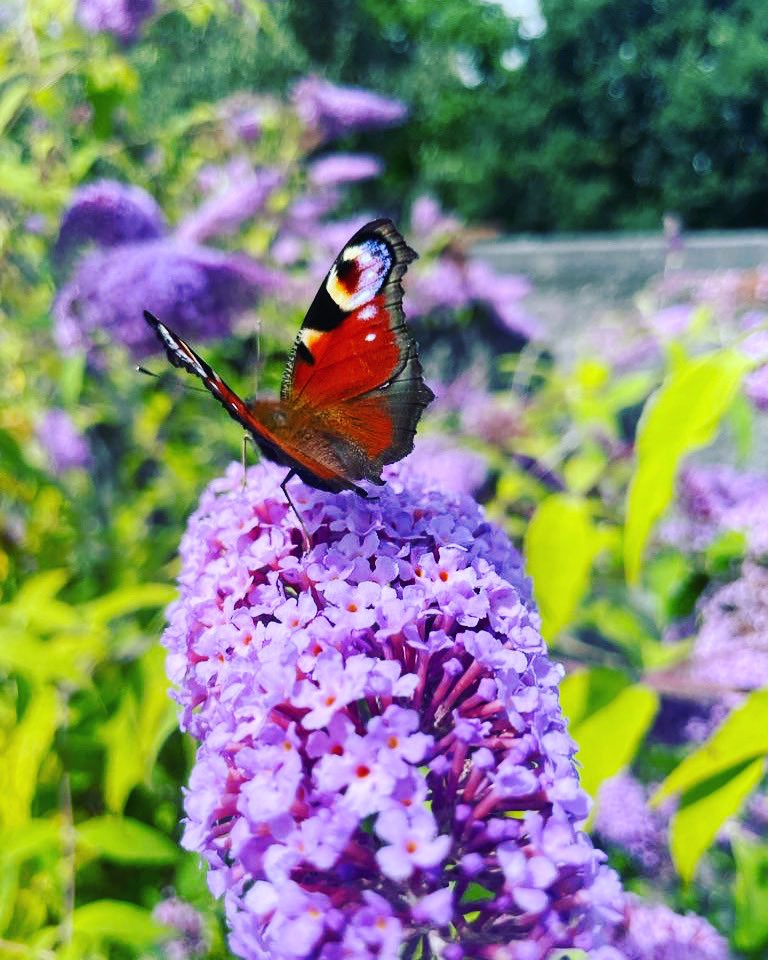 #beautiful butterfly today snapped whilst we were taking care of a #funeralservice. The stunning gardens that are provided not only for us humans to enjoy but also for all of #nature <a href="/SomersetCouncil/">Somerset Council</a> 🌙🎩