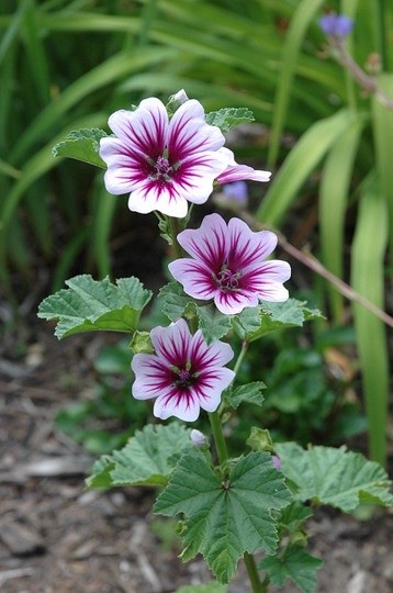 Lisette__2's tweet photo. Les belles fleurs sauvages du monde. Pas mes photos. https://t.co/FazJbXeSxH