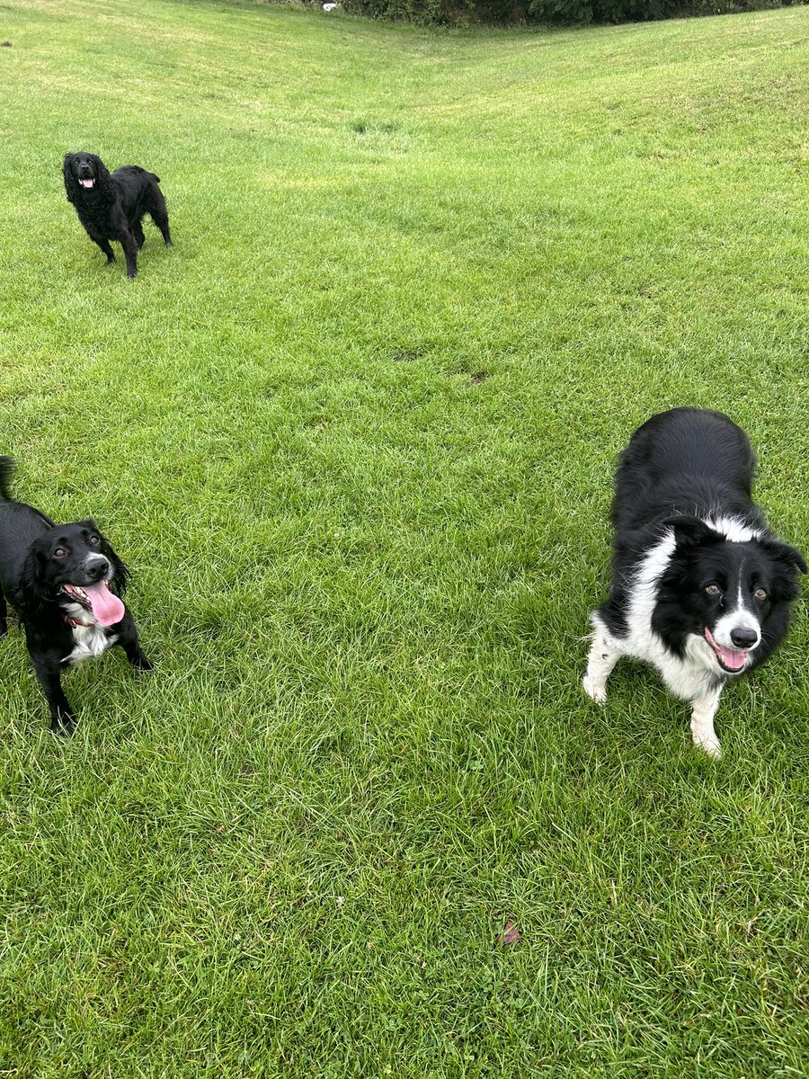 BleepingFamily's tweet photo. @RuthJeffery9 @ChuckitUK Monty appears to be an in the middle beautiful spaniel of sparkie and lily https://t.co/KJqWngmriw