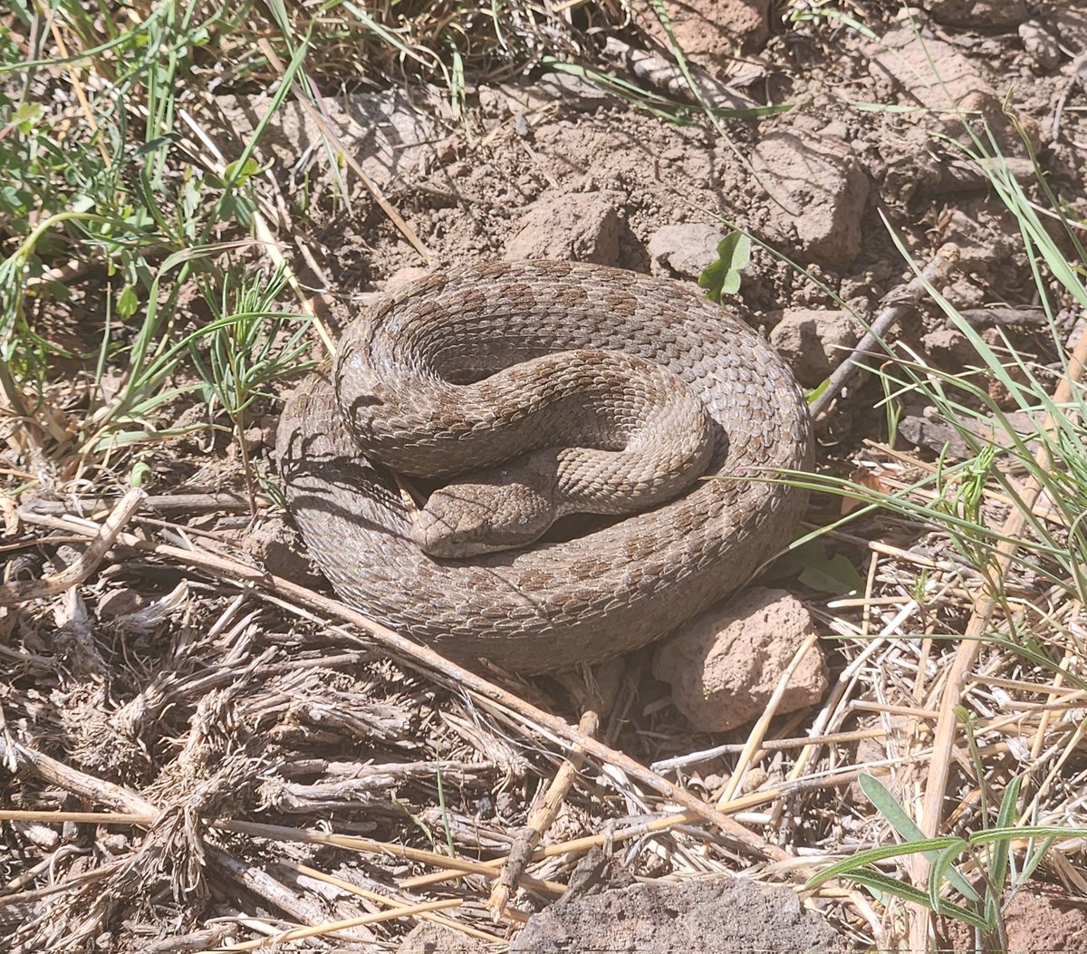 An enormous twinspot rattlesnake 😳