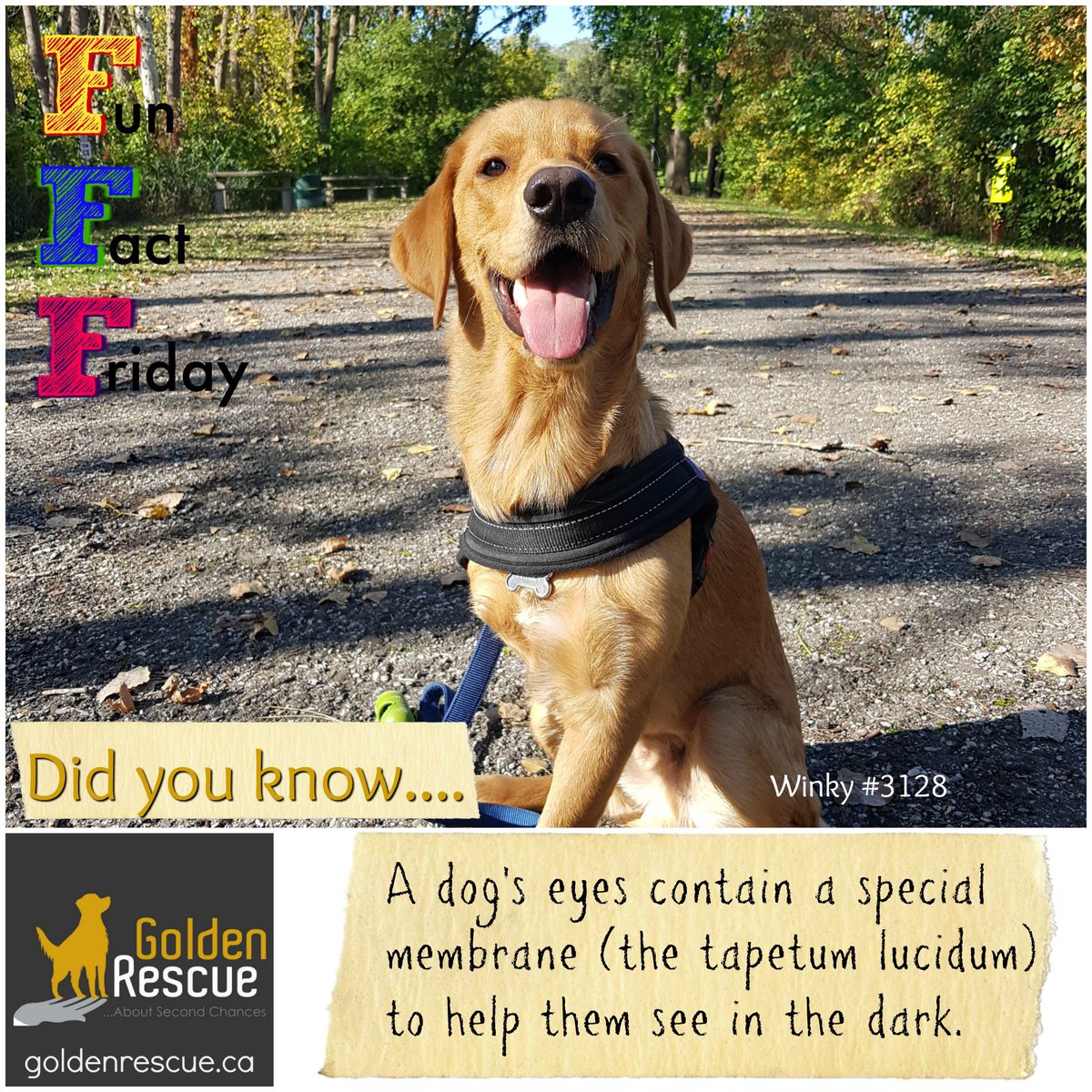 We guess it makes it easier to avoid stubbing their toes in the middle of the night!!
#goldenretriever #secondchances #nightvision #FunFactFriday