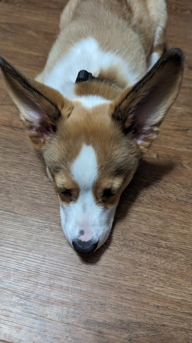 Kyanilis's tweet photo. @AndrethSaelind Corgi puppy ears are always so amazing https://t.co/4WUtjnLEqf