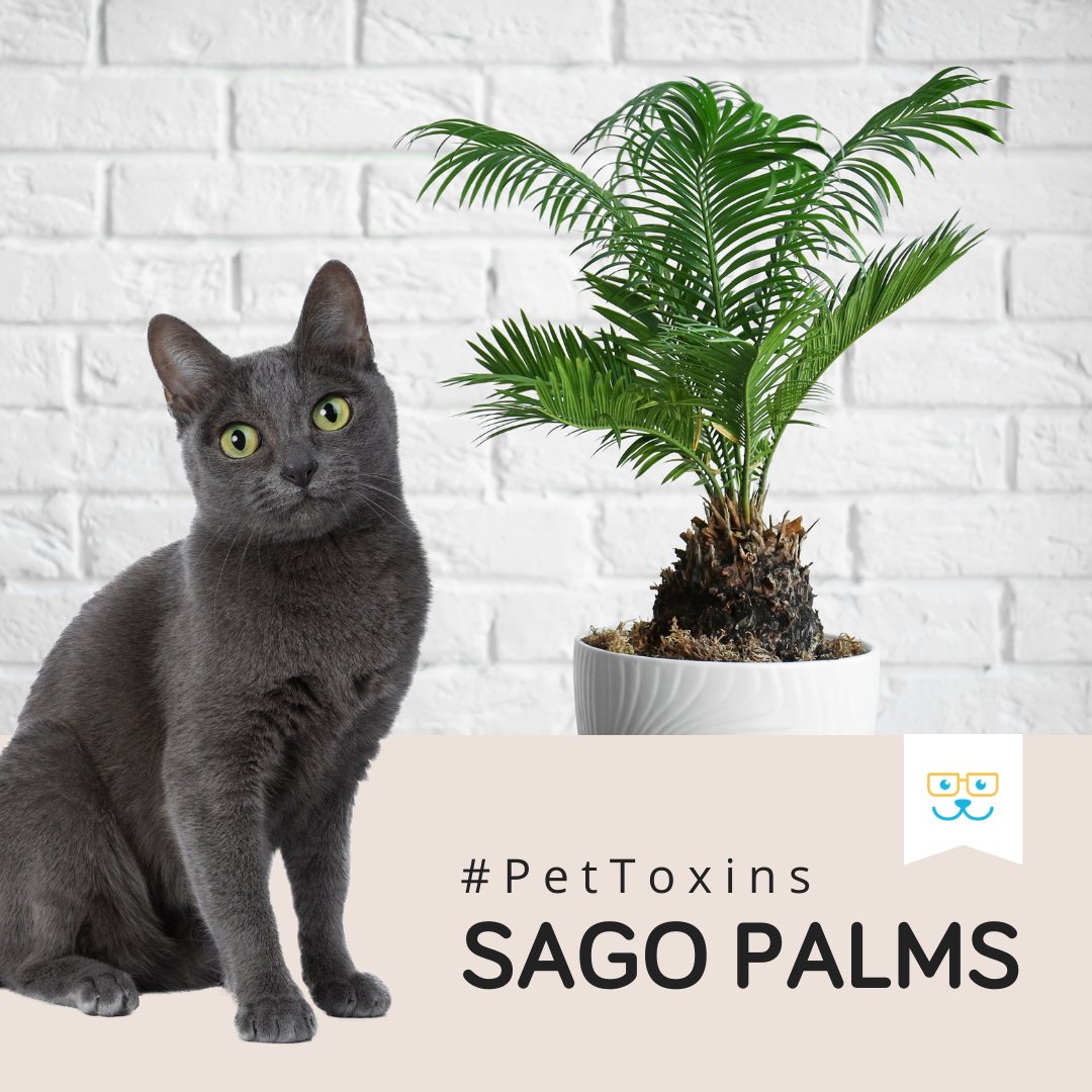 hudsonahnyc's tweet image. Pet owners, take note: Sago palms are beautiful but toxic to dogs and cats. If you suspect your pet has ingested any part of this plant, don't hesitate - seek veterinary care immediately. bit.ly/41L9oLr 

#sagopalm #pettoxins #hudsonanimalhospital