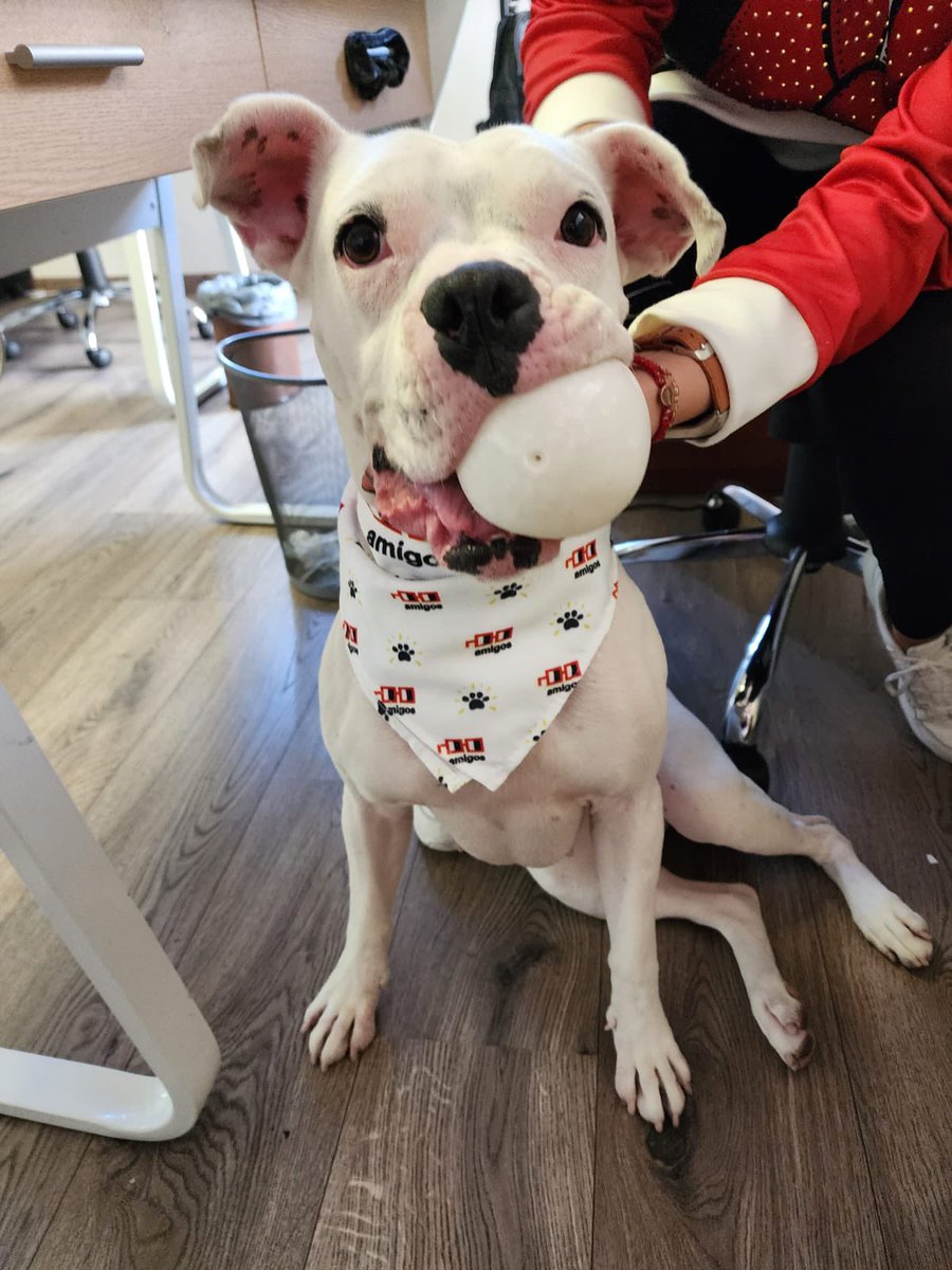 Que su día inicie tan hermoso como Luna, Lomito de <a href="/rene__hdz/">René Hdz</a> 🐶, con su paliacate de <a href="/NounsDAOAmigos/">Nouns Amigos</a> 🥰🐾

<a href="/thenounsquare/">The Noun Square ⌐◨-◨</a> <a href="/nounish/">nounish ⌐◨-◨</a> <a href="/nounsprophouse/">Prop House</a>